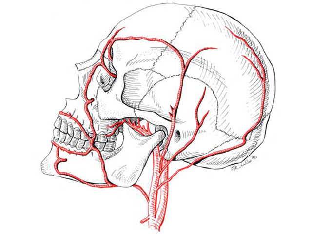 cranio-con-arterie